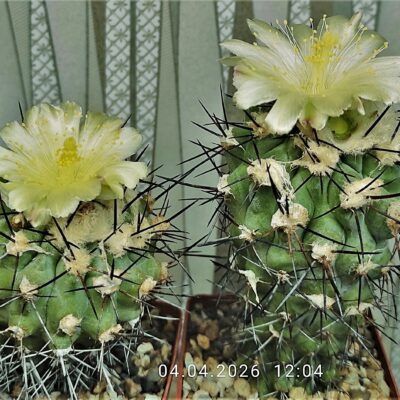 Насіння Copiapoa grandiflora