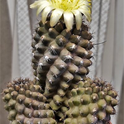 Насіння Copiapoa tenuissima