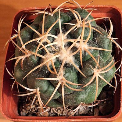 Coryphantha elephantidens MZ 567