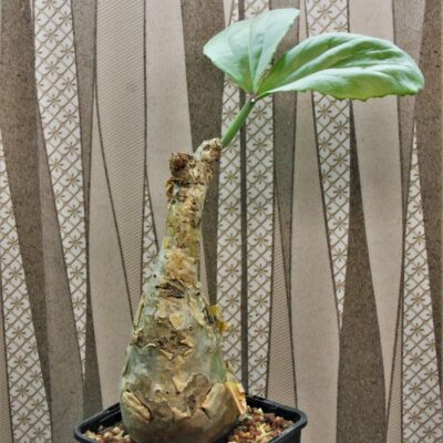 Cyphostemma betiforme.