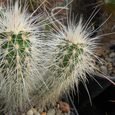 Echinocereus longisetus SB 1634 - Sierra Del Carmen, Coah. - MG - (Копировать)