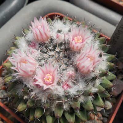 Mammillaria sempervivi - "Caput Medusae"