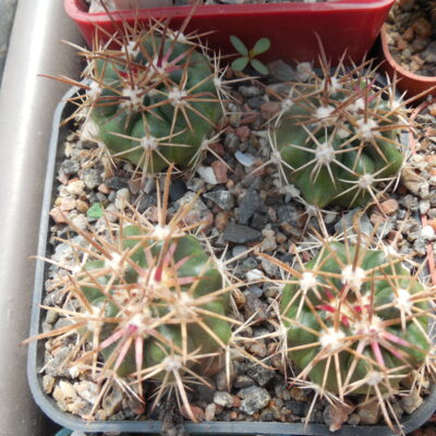 Ferocactus fordii - small form, miniature  - MG -