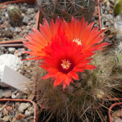 Parodia penicillata - v. nivosa