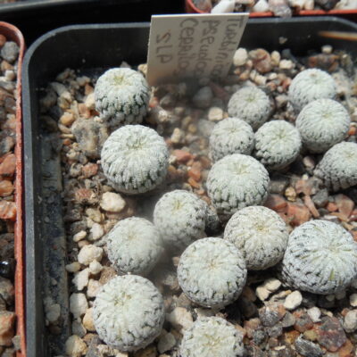 Pelecyphora pseudopectinata - Cerritos, SLP