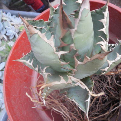 Agave titanota - cv.Blue Ball