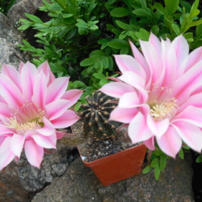 Echinopsis WESSNER - HYBRIDE 391 STARS AND STRIPES, rosa rot, gestresft (Копировать)