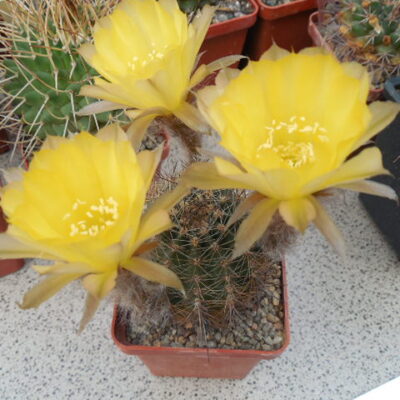 Lobivia aurea - v. sierragrandensis R 711B - MG - (Копировать)