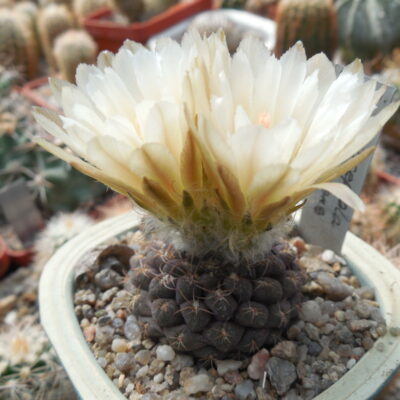 Thelocephala glabrescens - PP - (Копировать)