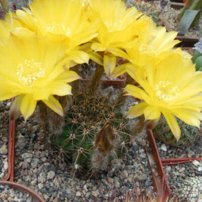 Lobivia aurea - v. sierragrandensis R 711B - MG -