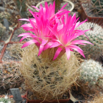 Neoporteria senilis