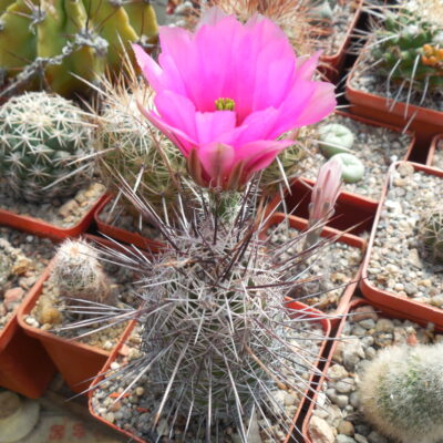 Echinocereus engelmanii - v.fasciculatus SB162 - Hidalgo Co.- MG - 2 голови - (Копировать)