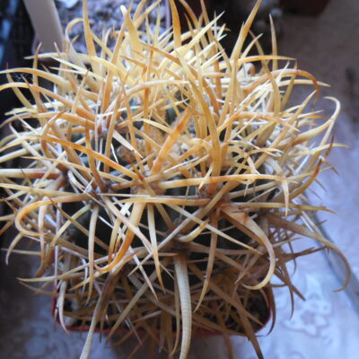 Ferocactus chrysacanthus - L 010 - Isla Cedros- MG -