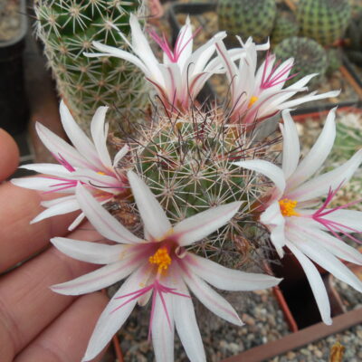 Mammillaria fraileana - Kohres - seeds - насіння (Копировать)