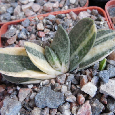 Gasteria minima - f. variegata
