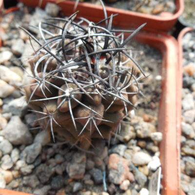 Pyrrhocactus andreanus L582 - MG - (Копировать)