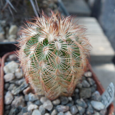 Echinocereus reichenbachii - v. castaneus DJF 1329 - Llano Co.Tx. (Копировать)