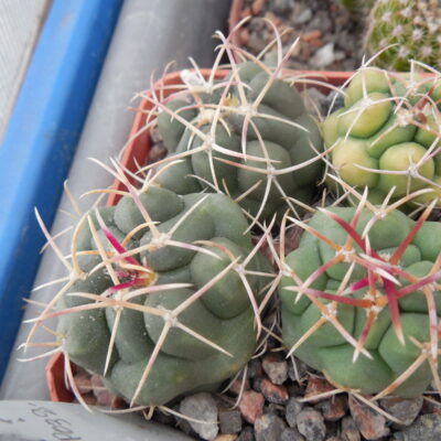 Thelocactus hexaedrophorus - v.jarmillae