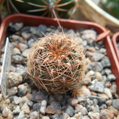 Sulcorebutia steinbachii HS 89 (Копировать)