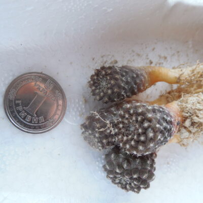 Thelocephala esmeraldana - Esmeralda, Guanillos RS 1480