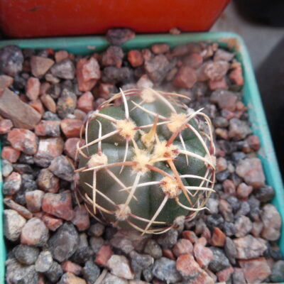 Gymnocalycium uruguayense - Piltz -