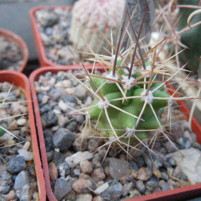 Echinocereus triglochidiatus - El Paso Co.Col. (to - 23*C) - for north habitat - MG - (Копировать)