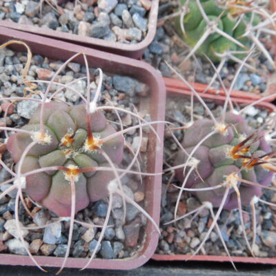 Gymnocalycium hossei STO 088 - 15 cm. long spines - MG -
