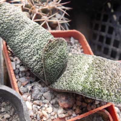 Gasteria batesiana  f. barberton (Копировать)