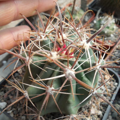 Ferocactus  santamaria - between Ciudad Constitution and san Carlos - Piltz - (Копировать)