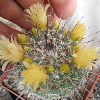 Mammillaria lindsayi - Mesa Garden - (Копировать)