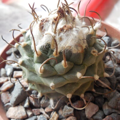 Turbinicarpus schwartzii