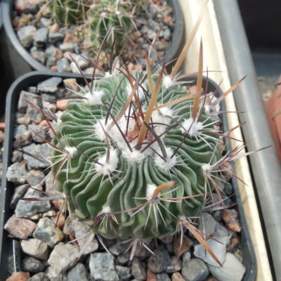 Efc erectocentrus MK 121.391 - Tecolotes, Zacatecas, long.sp. - MG -
