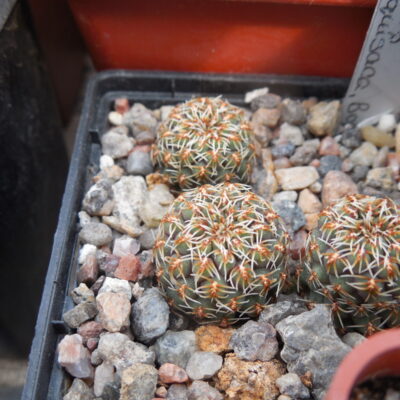Sulcorebutia pulchra HS 78 - Presto, Chuquisaca, Bol. (Копировать)