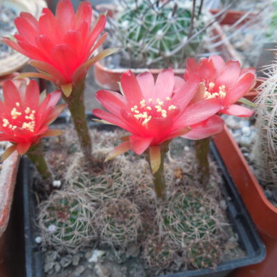 Lobivia arachnacantha - v.torecillasensis - червоноквіткова форма (Копировать)