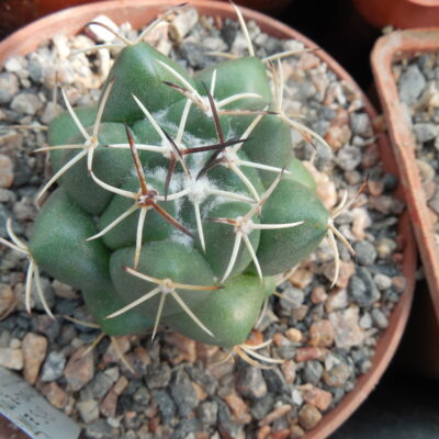Coryphantha maiz - tablasensis MZ 349 - білоквітковий вид