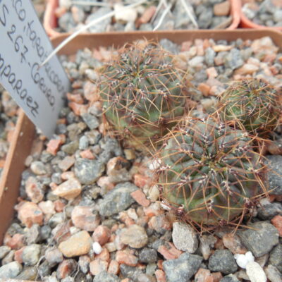 Sulcorebutia tarabucoensis HS 267 - Coruro, Yamparaez - A.Plapp. (Копировать)