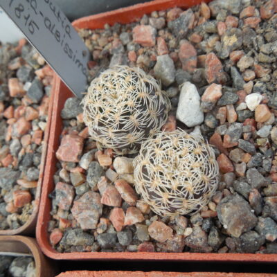 Sulcorebutia mentosa - albissima JP 218.15 (Копировать)