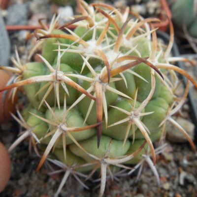 Coryphantha tripugionacantha L 1464 - Mexico, San Juan Capistrano,  Zac. - not grafted