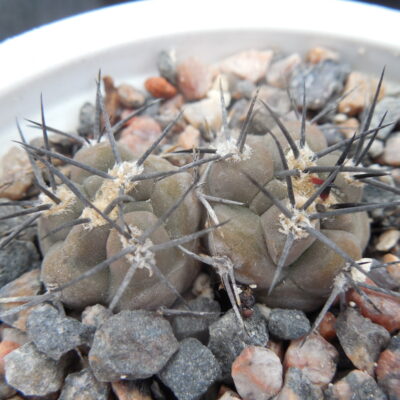 Pyrrhocactus villicumensis LF 139 - Bercht -