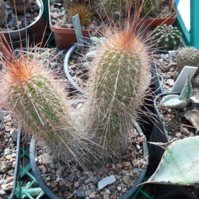 Helianthocereus (trichocereus)  sp. VG 216