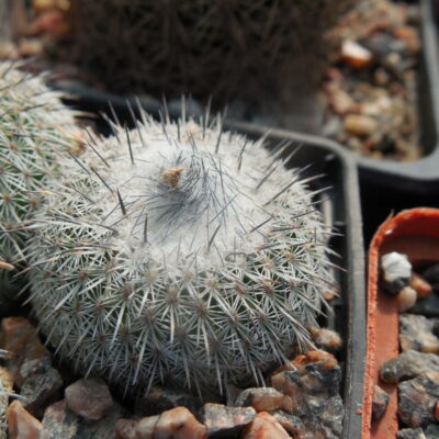 Epithelantha  unguispina - Kohres -