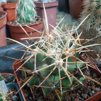 Coryphantha scheerii - v.robustispina SB 728 - MG -