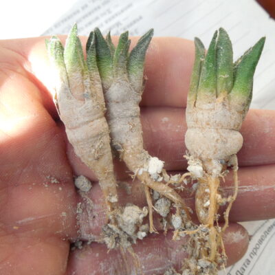 Ariocarpus scapharostrus VM 616