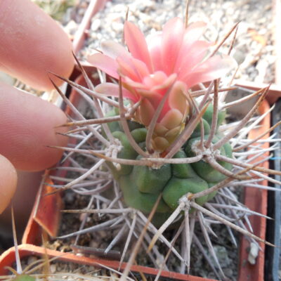 Gymnocalycium oenanthemum - v.longispinum - відбір -