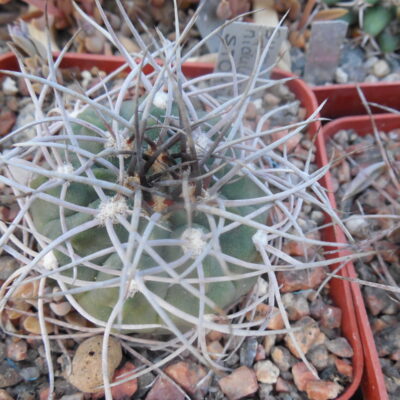 Gymnocalycium nidulans STO 124 - Ugpinango, la Rioja - MG -