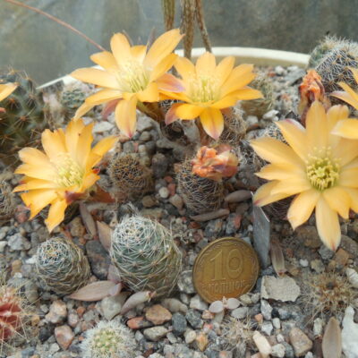 Lobivia pygmaea v. knizei R676A - MG - (Копировать)