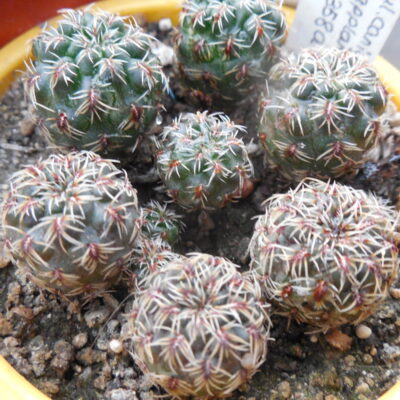 Sulcorebutia canigueralii - v.applanata EM 358A (Копировать)