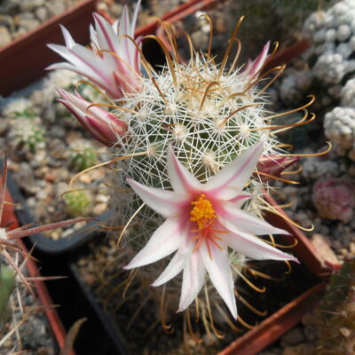 Mammillaria sp. aff. hutchisoniana  - MG - (Копировать)