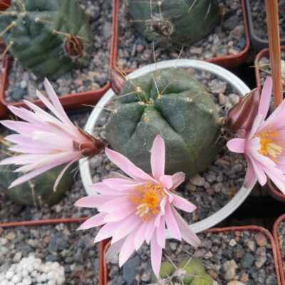 Echinocereus knippelianus