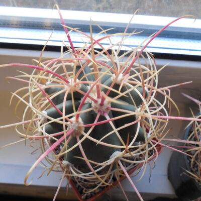 Ferocactus cylindraceus twisted yellow - red spines - MG - (Копировать)